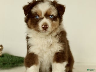 Australian Shepherd dogs Ginger - Ad 29