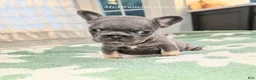 French Bulldog dogs for sale: Ocean - Ad 3