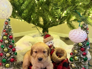 Golden Retriever dogs Golden Retriever Puppy 2 - Ad 14