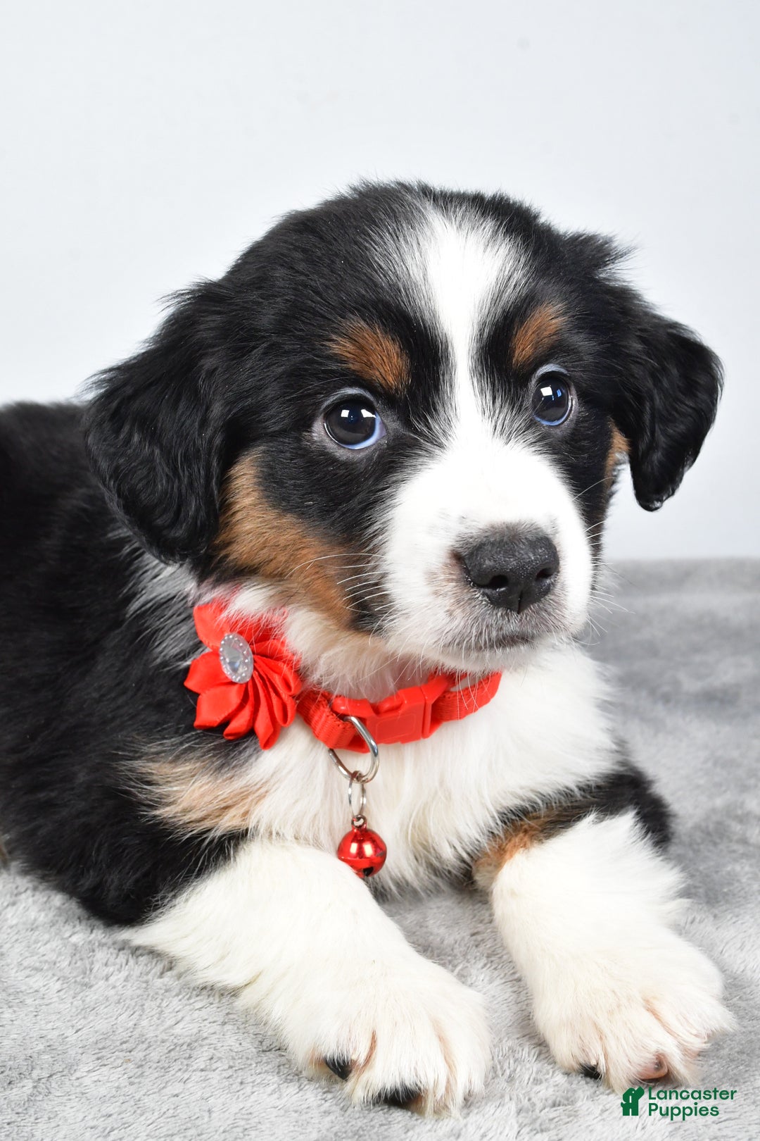 Miniature Australian Shepherd dogs for sale: Oakley - Ad 3