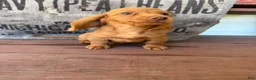 Miniature Dachshund dogs for sale: Toby - Ad 10