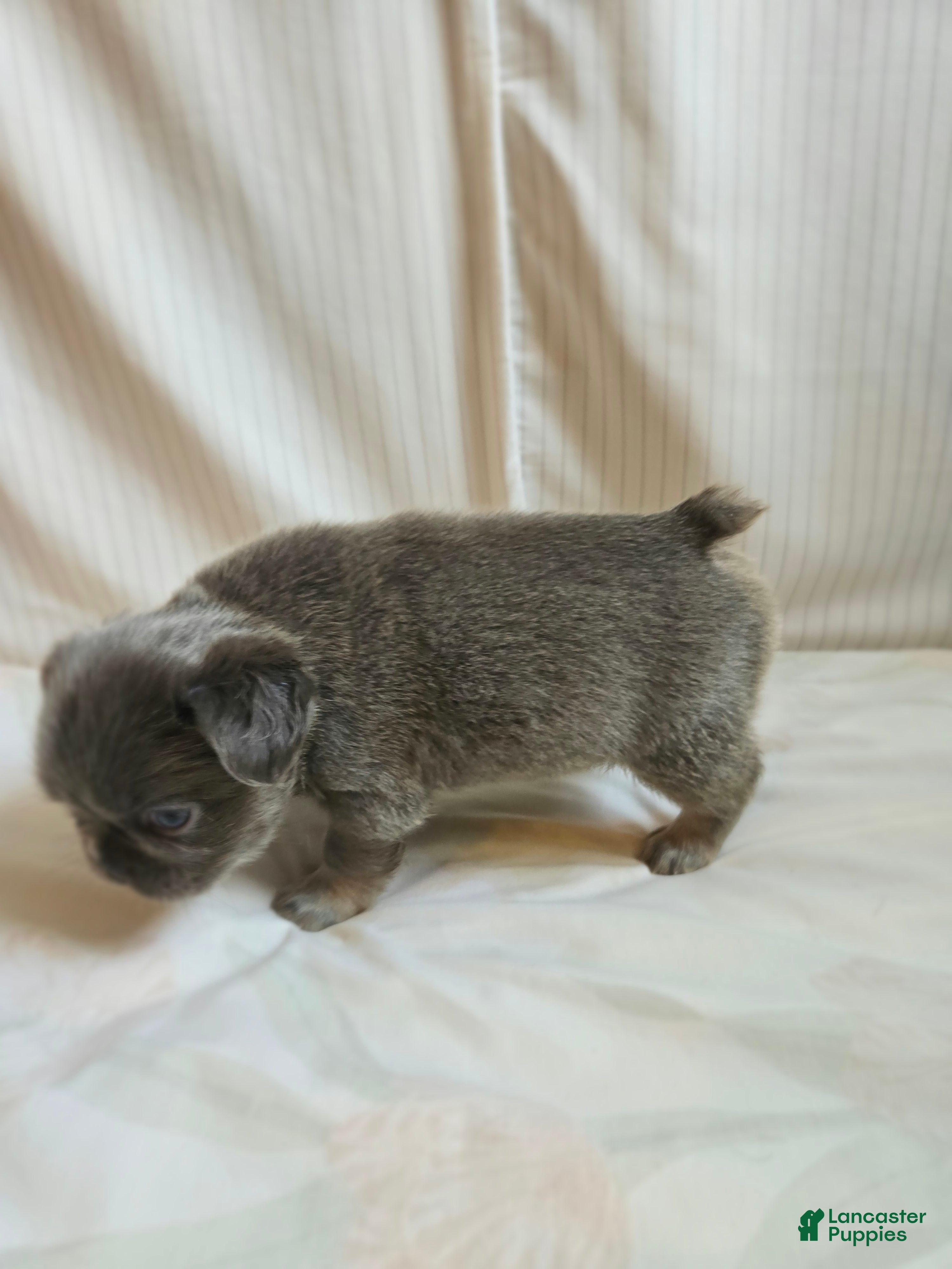French Bulldog dogs for sale: Athena - Ad 3