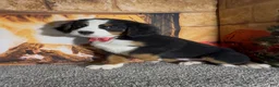 Bernese Mountain Dog dogs for sale: Haddasah  - Ad 4