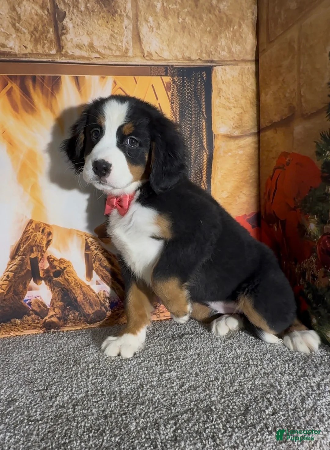 Bernese Mountain Dog dogs for sale: Haddasah  - Ad 4