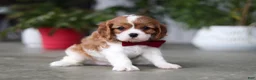 Cavalier King Charles Spaniel dogs for sale: Shawn - Ad 3