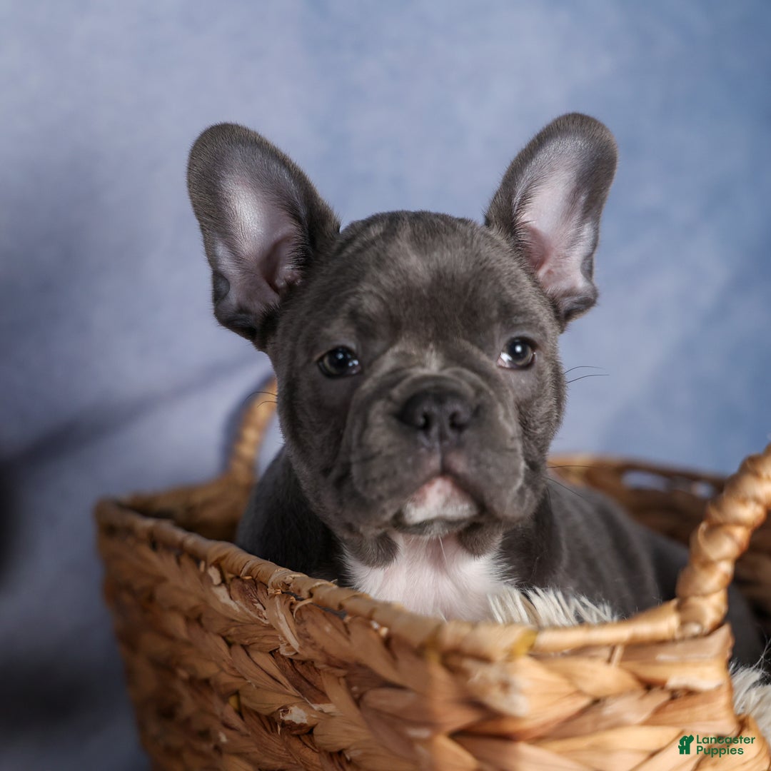 Frenchton dogs for sale: NOAH - Ad 10