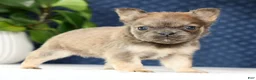 French Bulldog dogs for sale: Jill - Ad 6