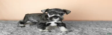 Sam 