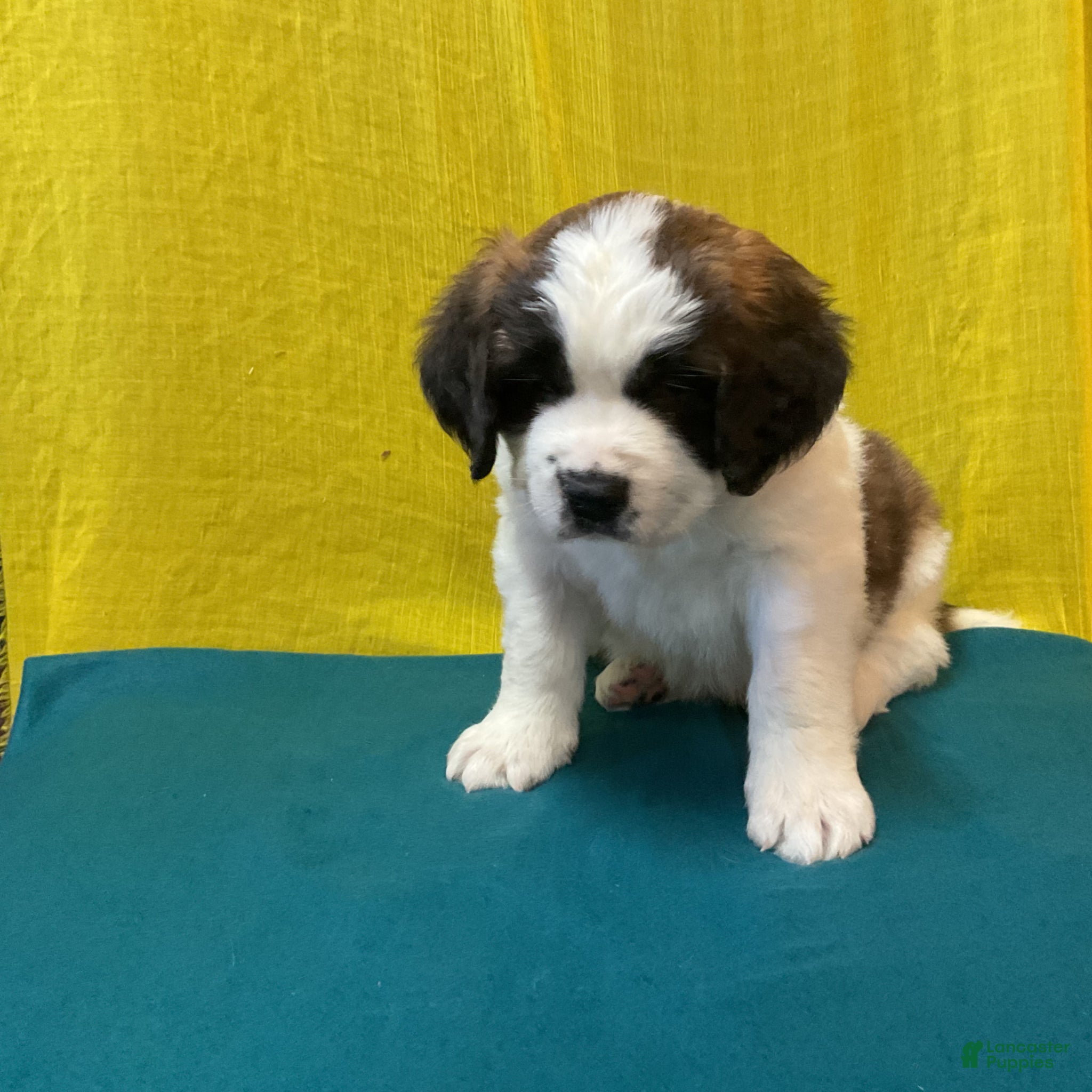 Saint Bernard dogs Saint Bernard Puppy 7 - Ad 2