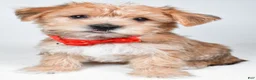 Morkie dogs for sale: Gary - Ad 1