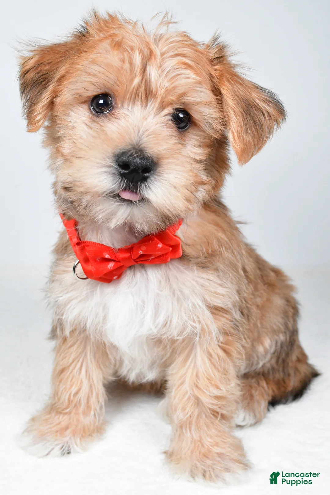 Morkie dogs for sale: Gary - Ad 1