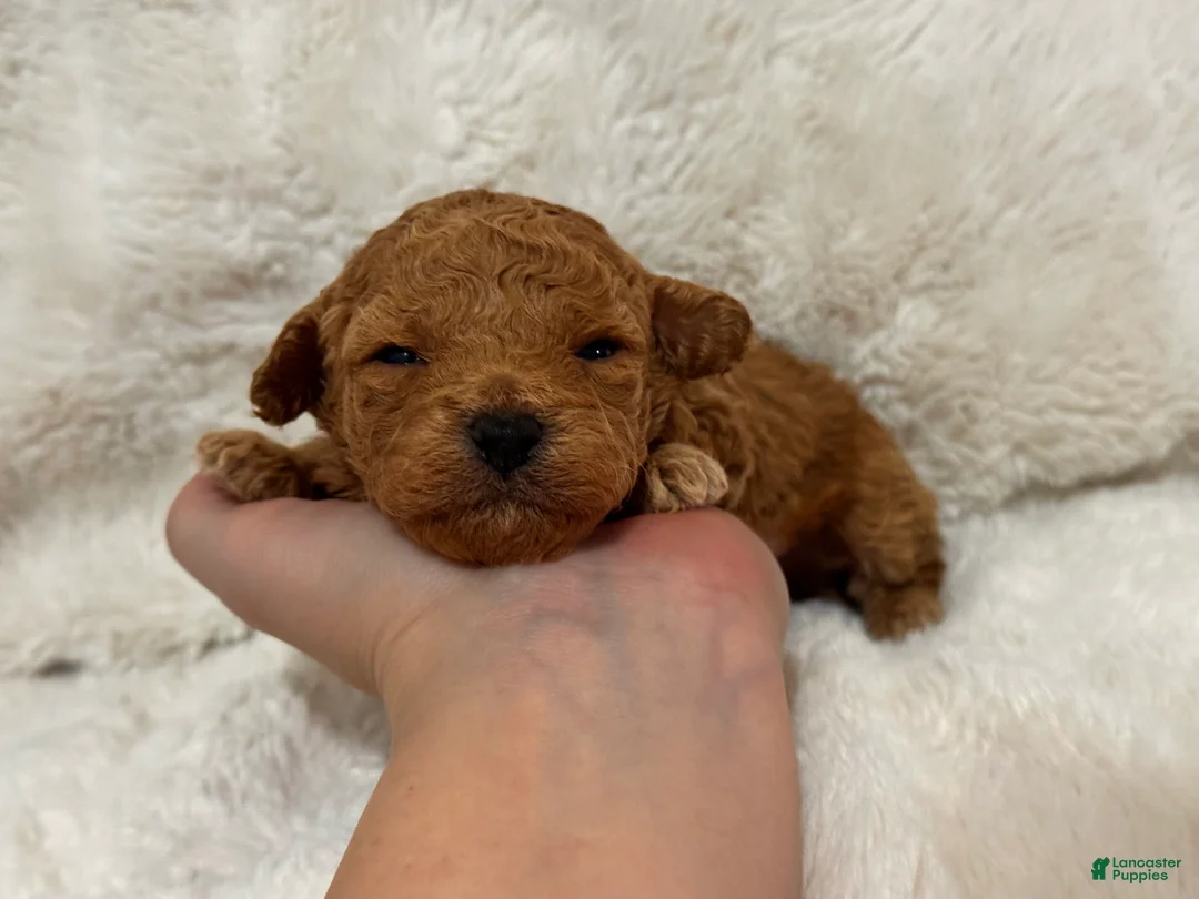 Toy Poodle dogs for sale: Theo  - Ad 6