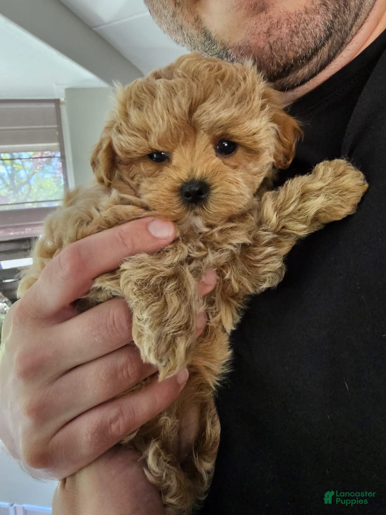 Toy Poodle dogs Toy Poodle 1 - Ad 1