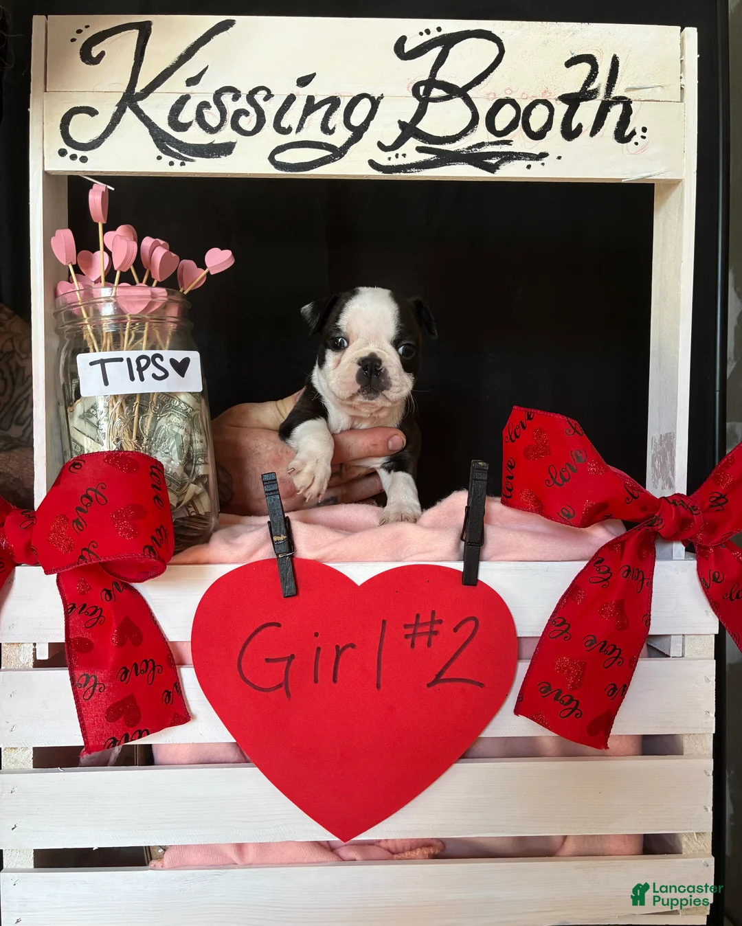 Boston Terrier dogs for sale: Boston Terrier Puppy 4 - Ad 17