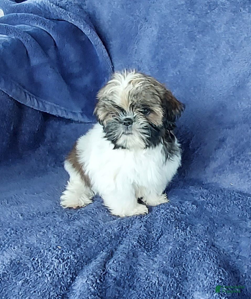 Shih Tzu dogs BILLY - Ad 1
