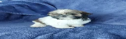 Shih Tzu dogs for sale: BILLY - Ad 1