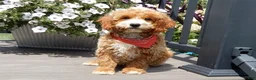 Mini Goldendoodle dogs for sale: Leo - Ad 3