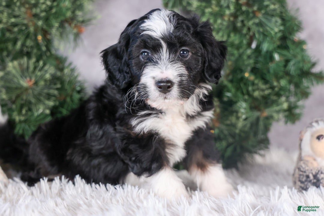 Mini Aussiedoodle dogs for sale: Payday - Ad 2