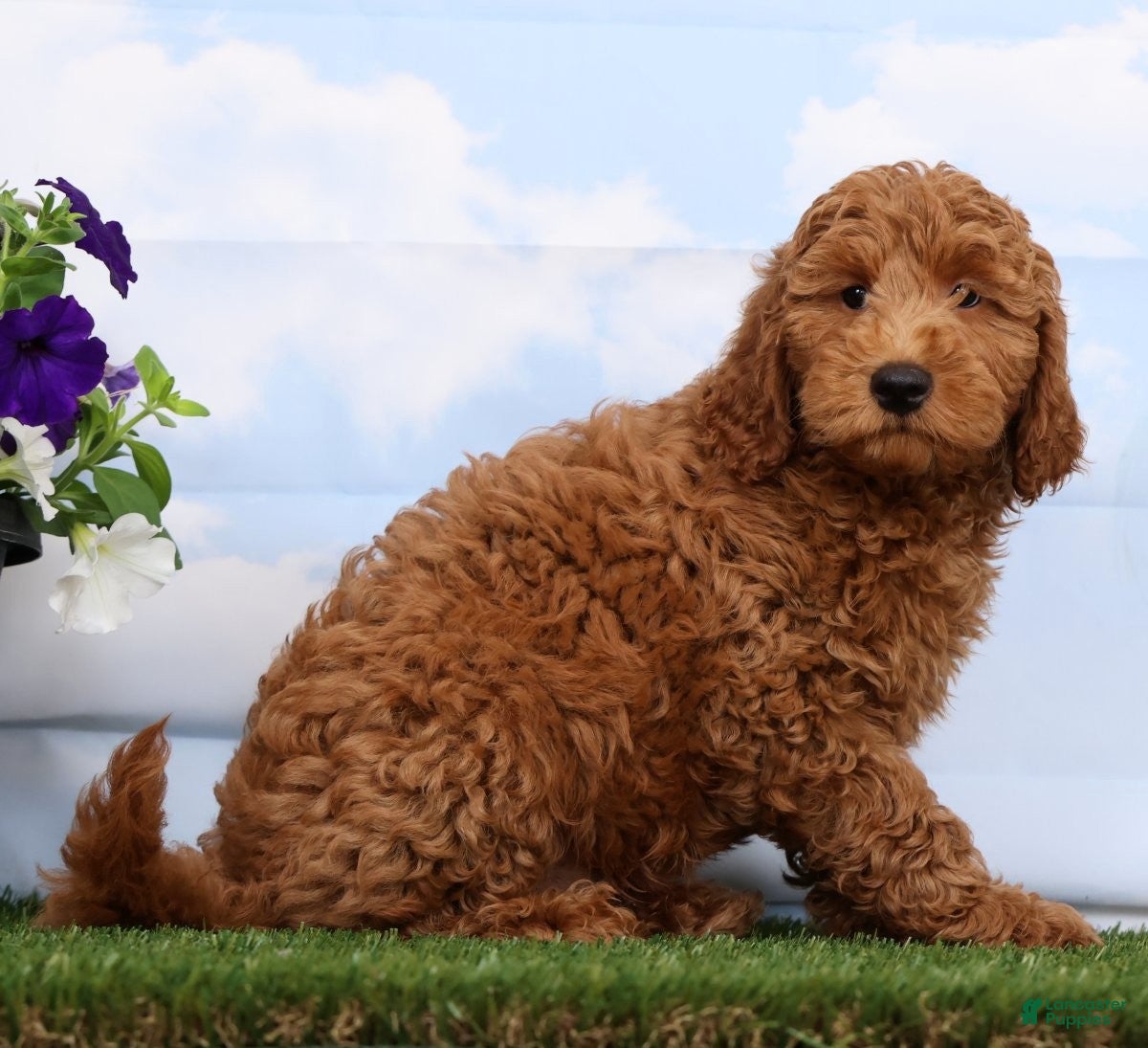 Mini Goldendoodle dogs Dakota - Ad 2