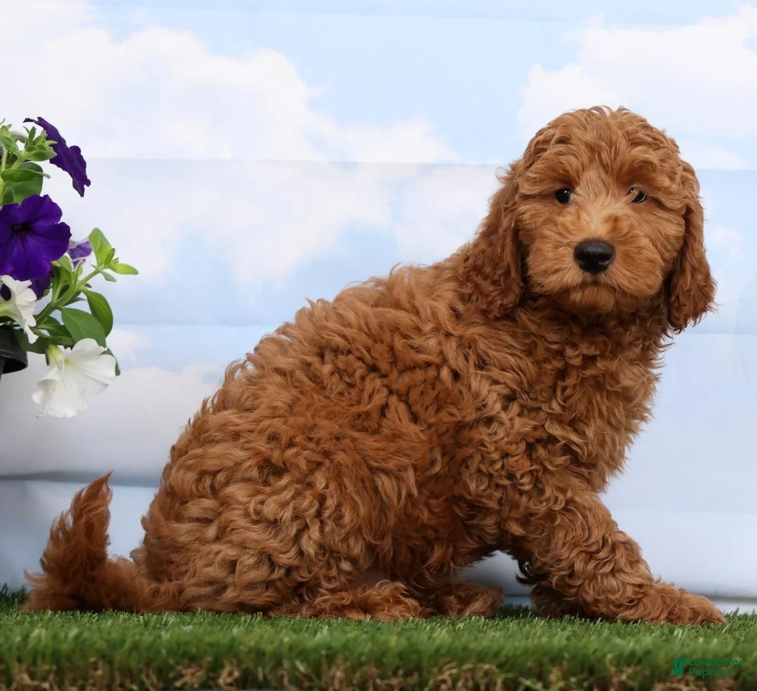 Mini Goldendoodle dogs for sale: Dakota - Ad 2