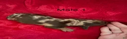 Miniature Dachshund dogs for sale: Miniature Dachshund 1 - Ad 3