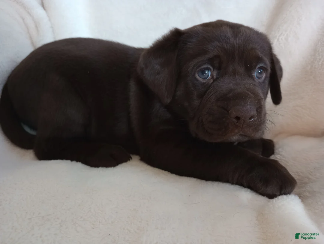 Labrador Retriever dogs for sale: Mo - Ad 1