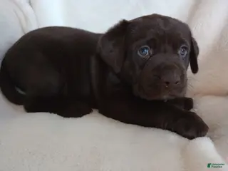 Labrador Retriever dogs for sale: Mo - Ad 1