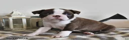 Boston Terrier dogs for sale: Becky - Ad 3