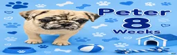 Pug dogs for sale: Peter - Ad 2