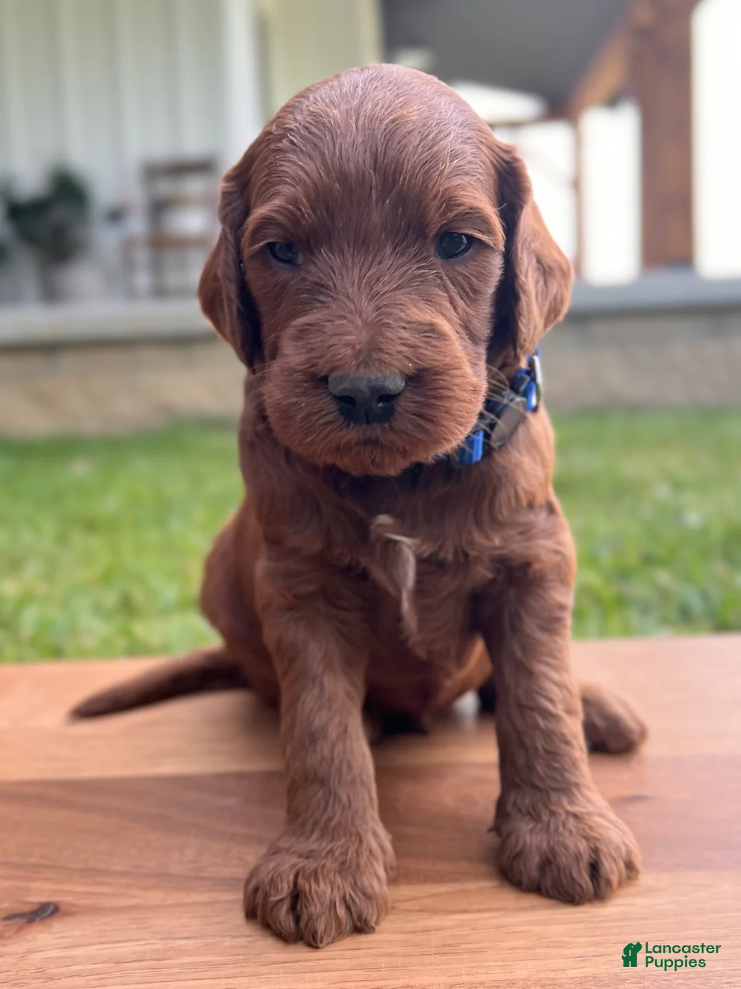 Irish Doodle dogs for sale: Douglas  - Ad 1