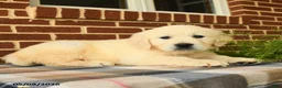 Golden Retriever dogs for sale: Patty - Ad 5