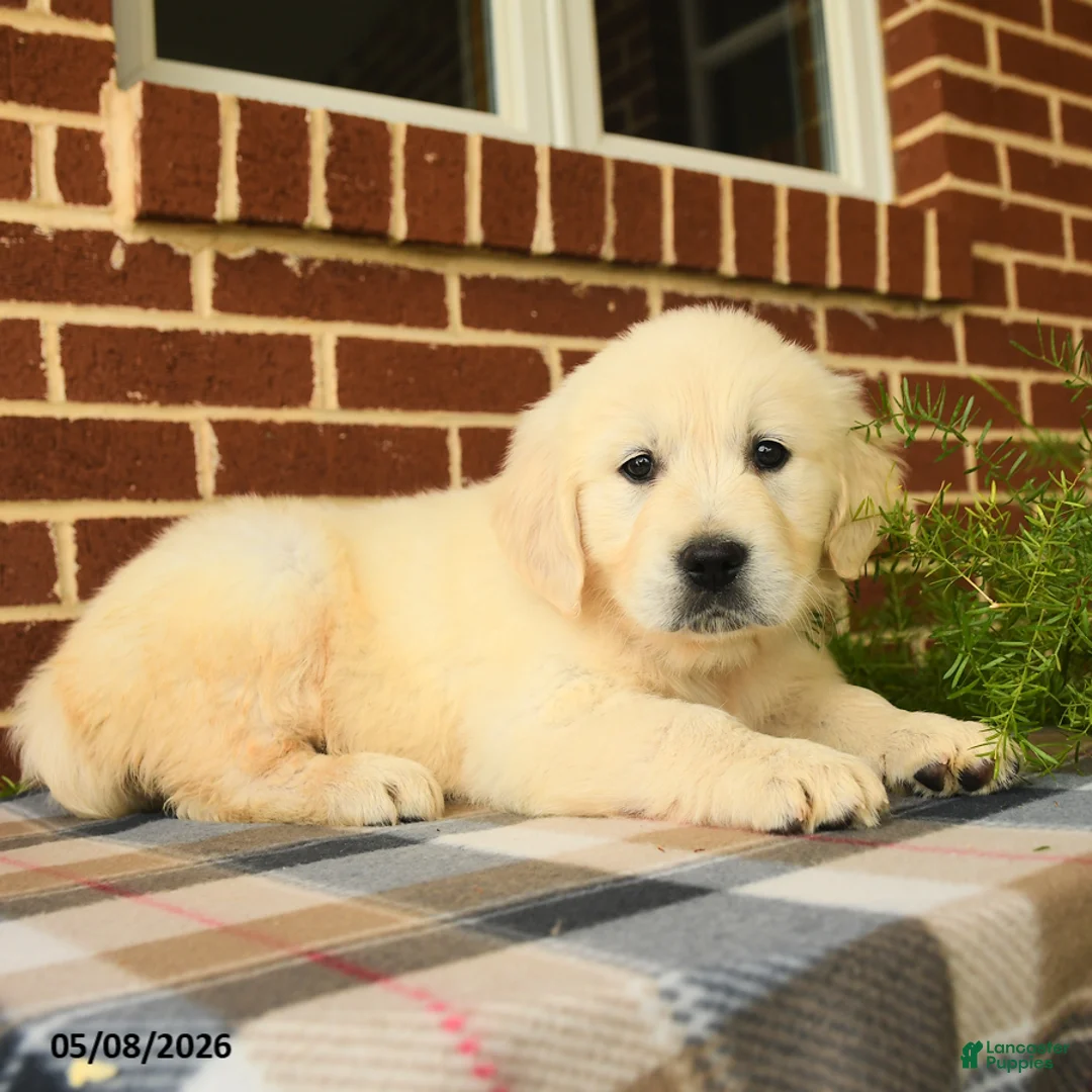 Golden Retriever dogs for sale: Patty - Ad 5