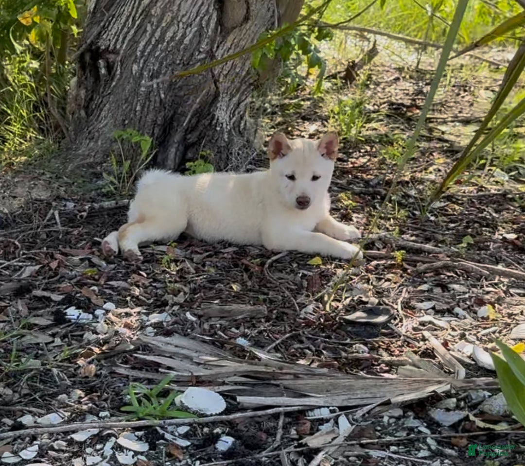 Shiba Inu dogs for sale: Shiba Inu Puppy 5 - Ad 5