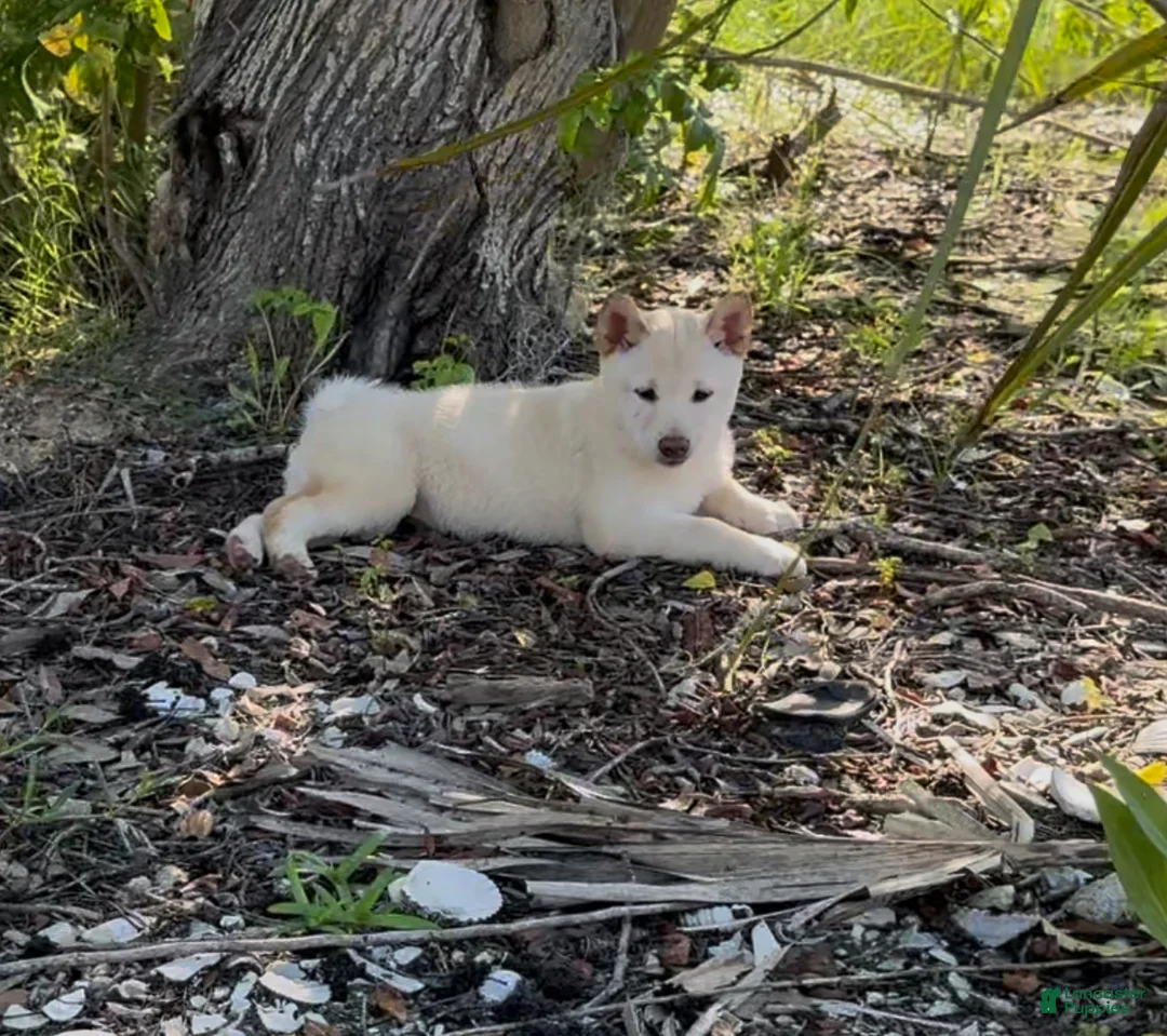 Shiba Inu dogs for sale: Shiba Inu Puppy 5 - Ad 5