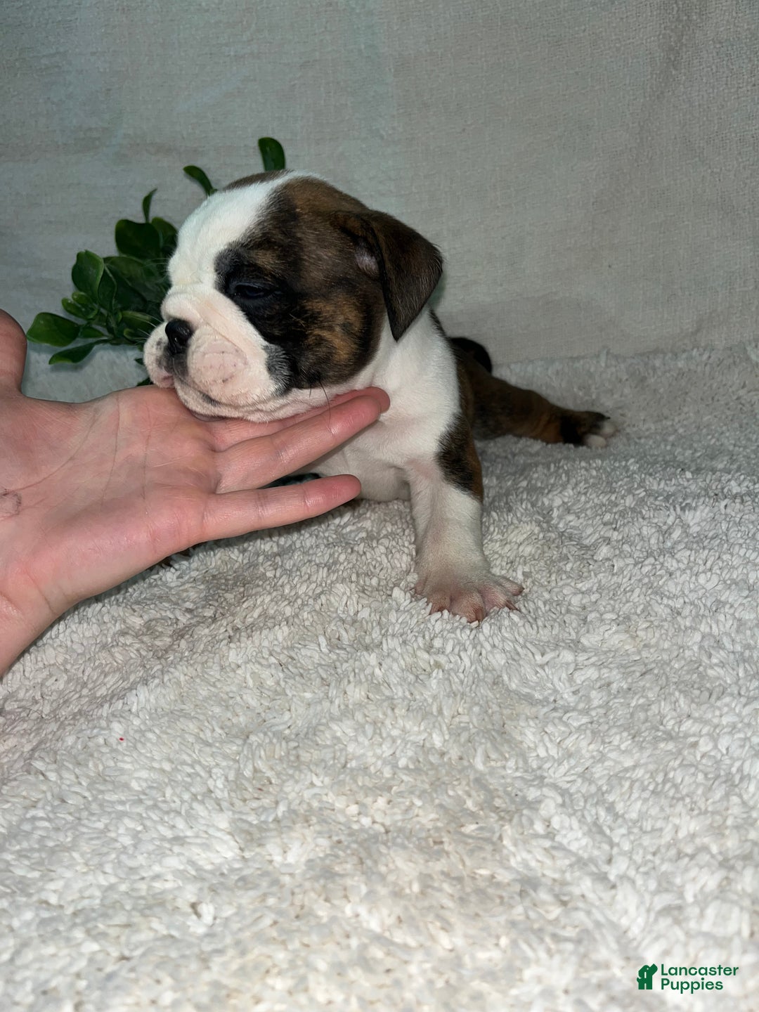 English Bulldog dogs for sale: Hank - Ad 4