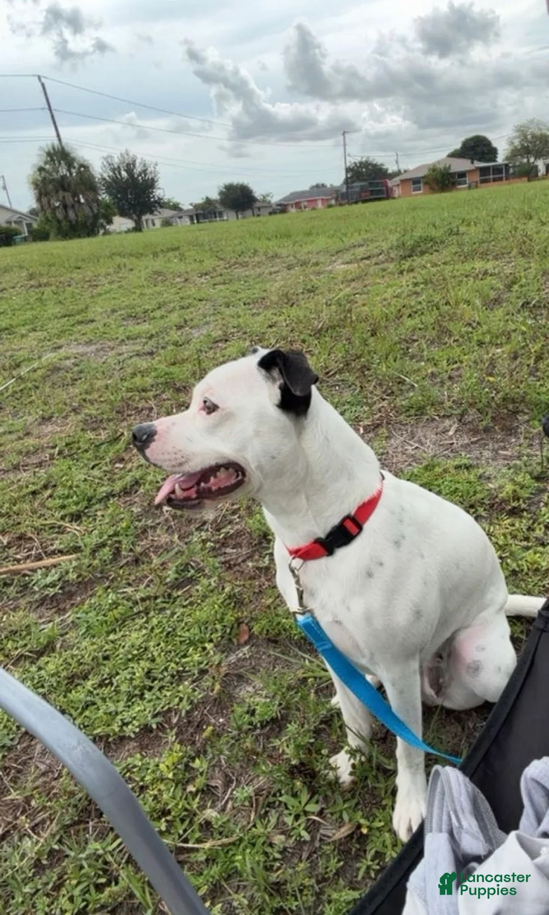 American Pit Bull Terrier dogs for sale: Pit bull (Jamie)  - Ad 5