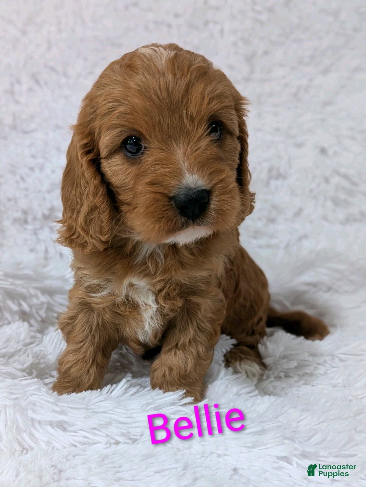 Cavapoo dogs Bellie - Ad 1