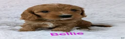 Cavapoo dogs for sale: Bellie - Ad 1