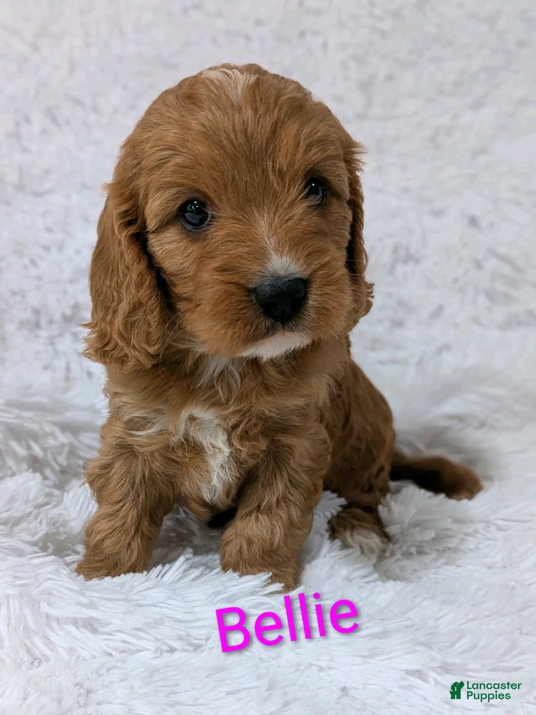 Cavapoo dogs for sale: Bellie - Ad 1