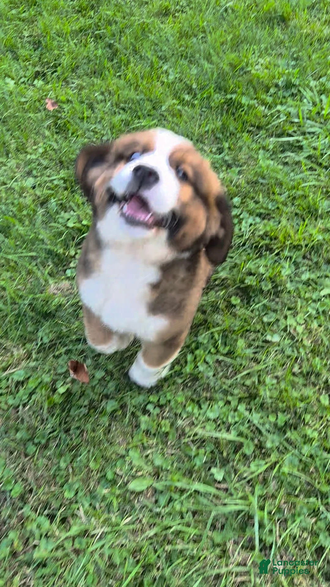 Mixed Breed dogs for sale: Mr Blue 💙 - Ad 1