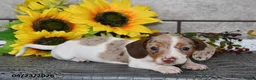 Miniature Dachshund dogs for sale: Jewel - Ad 5