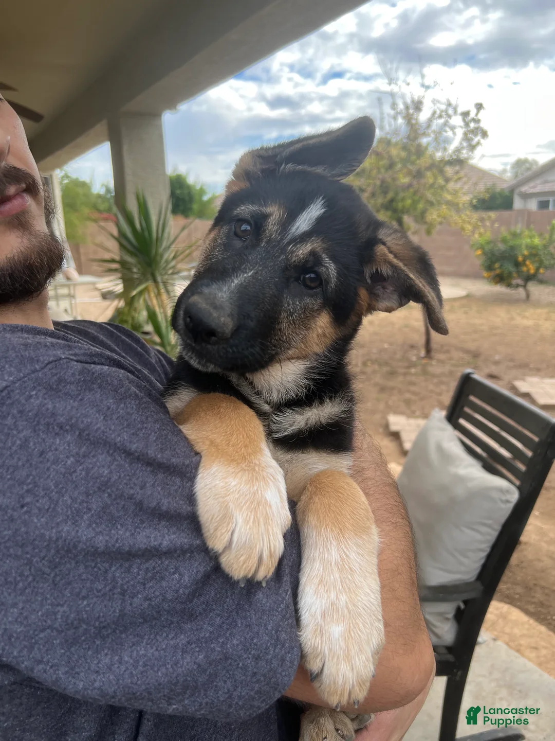 German Shepherd dogs for sale: German Shepherd Puppy 4 - Ad 1