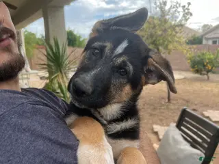 German Shepherd dogs German Shepherd Puppy 4 - Ad 4