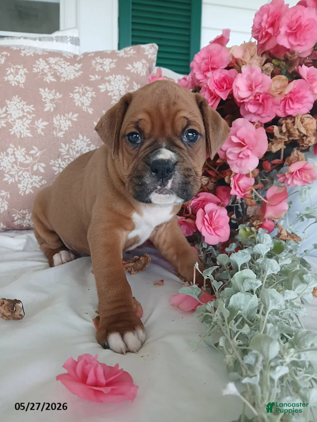Boxer dogs for sale: Cheeko - Ad 2