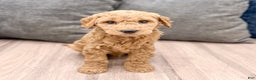 Goldendoodle dogs for sale: Banjo - Ad 1