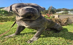 Cane Corso dogs for stud: Bubba - Image 2