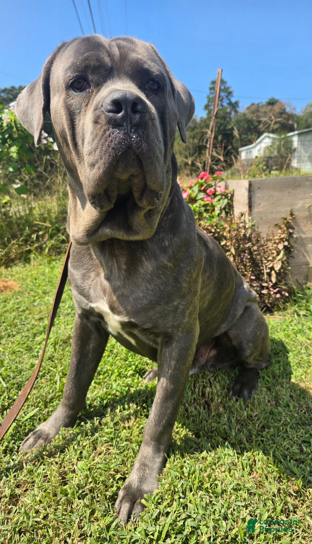 Cane Corso dogs for stud: Bubba - Image 2
