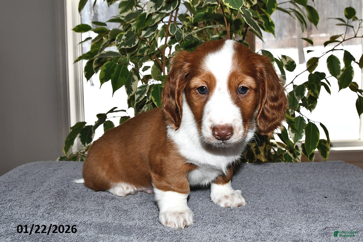 Miniature Dachshund dogs Charlie - Ad 24