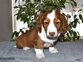 Miniature Dachshund dogs Charlie - Ad 24