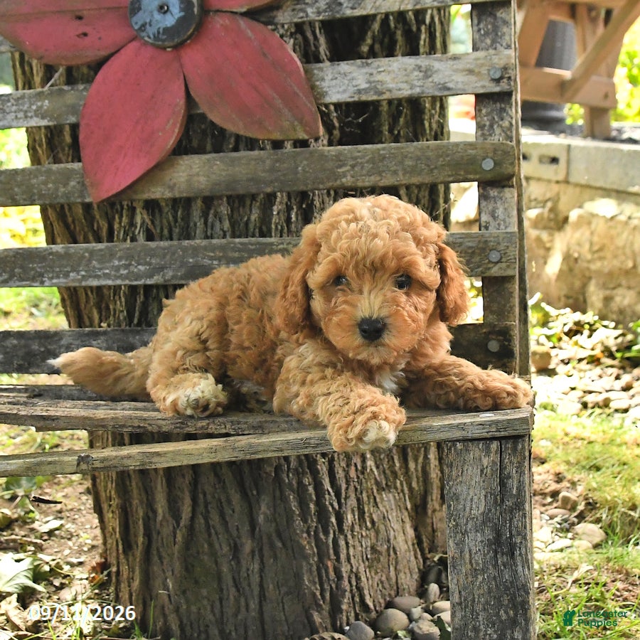Havapoo dogs Toby - Ad 2